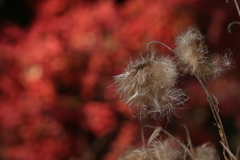 変わりゆく季節