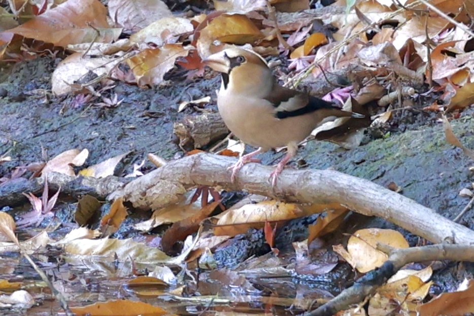 あら？どなた？