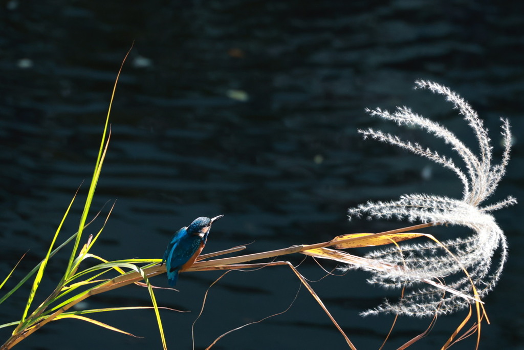 ススキにゆらゆら