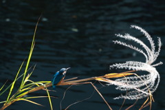 ススキにゆらゆら