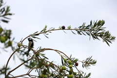 鈴なりオリーブ