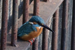 今日のカワセミさん