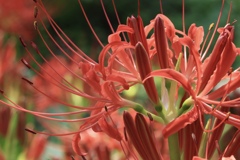 曼珠沙華