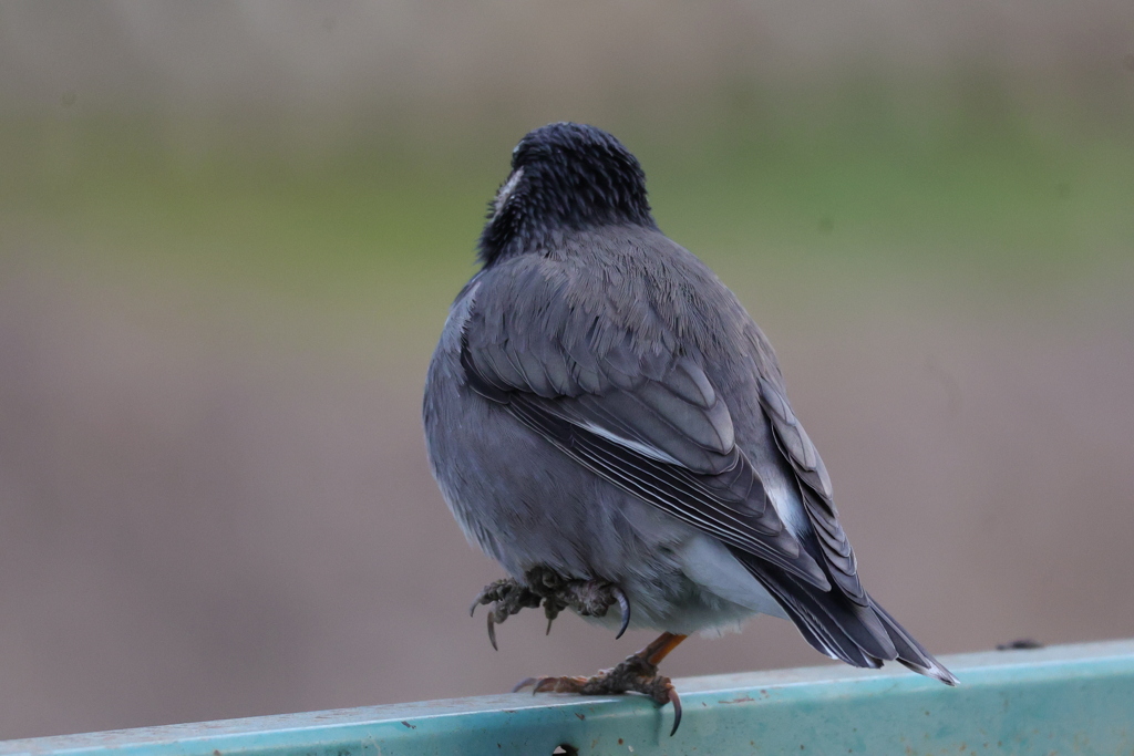 ワンツーワンツー