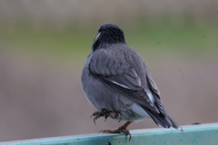 ワンツーワンツー