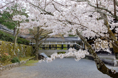 The beauty of Kyoto