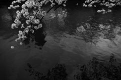 The beauty of Kyoto