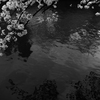 The beauty of Kyoto