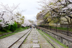 The beauty of Kyoto