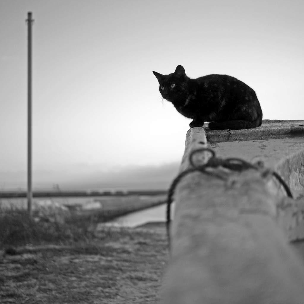 Cat On The Boat