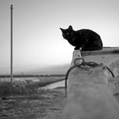 Cat On The Boat
