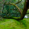 The beauty of Kyoto