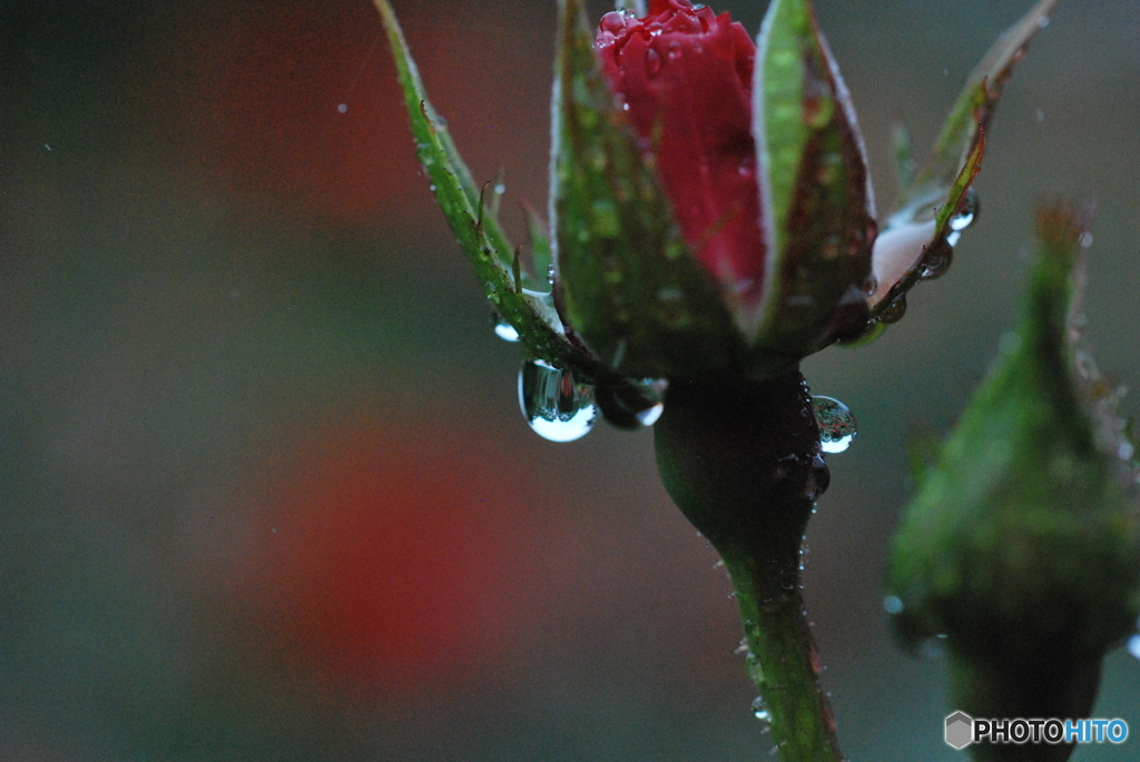 芽吹きの雫