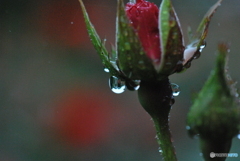 芽吹きの雫
