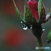 芽吹きの雫