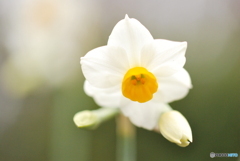 花芯