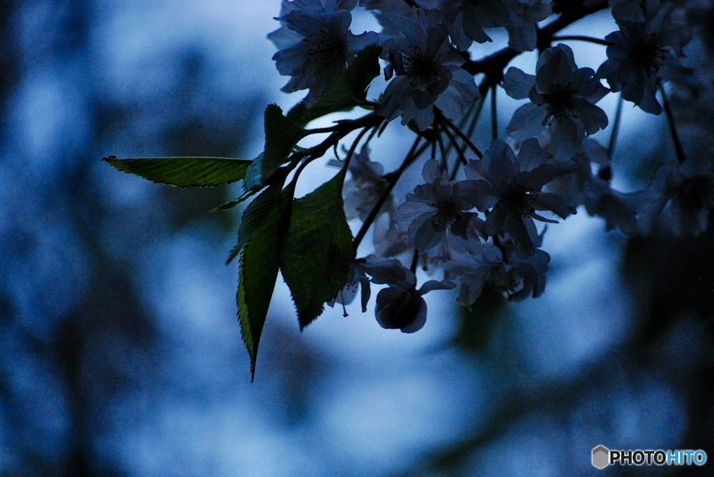 微睡みの桜