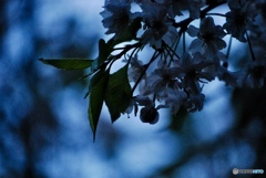 微睡みの桜