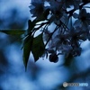 微睡みの桜
