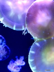 海の花