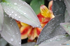 雨の舞踊