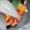 雨の舞踊