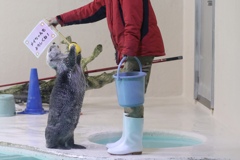 鳥羽水族館 キラちゃん