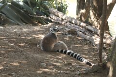 神戸どうぶつ王国 ワオキツネザル