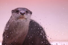 新江ノ島水族館 カワウソ