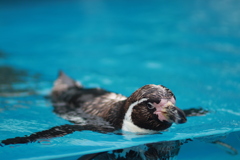 鳥羽水族館 ペンギン