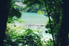 青沼の倒木