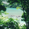 青沼の倒木
