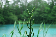 七支刀みたいな草と青沼