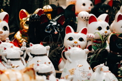 目が合う招き猫