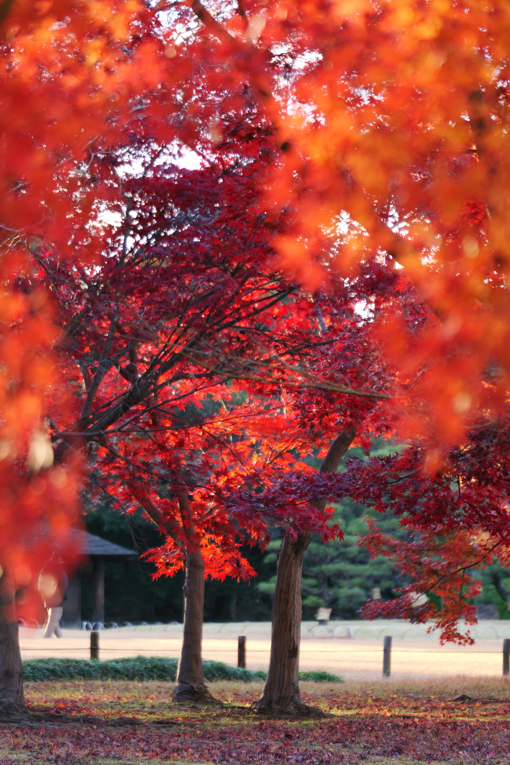 岡山後楽園の紅葉