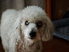うちの犬