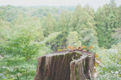 木 木