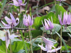 カタクリの花