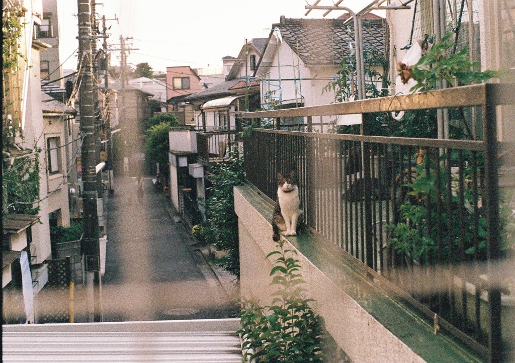 猫
