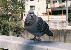 鳩