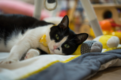子どもの寝床を奪う猫