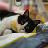子どもの寝床を奪う猫