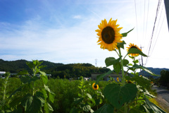 太陽と向日葵