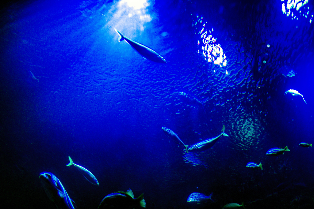 水の中からの光