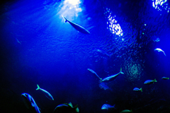 水の中からの光