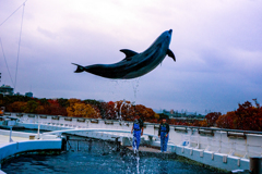 イルカさんジャンプ