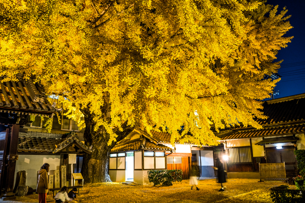 イチョウライトアップ