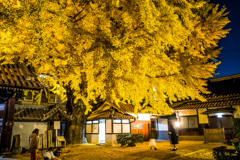 イチョウライトアップ