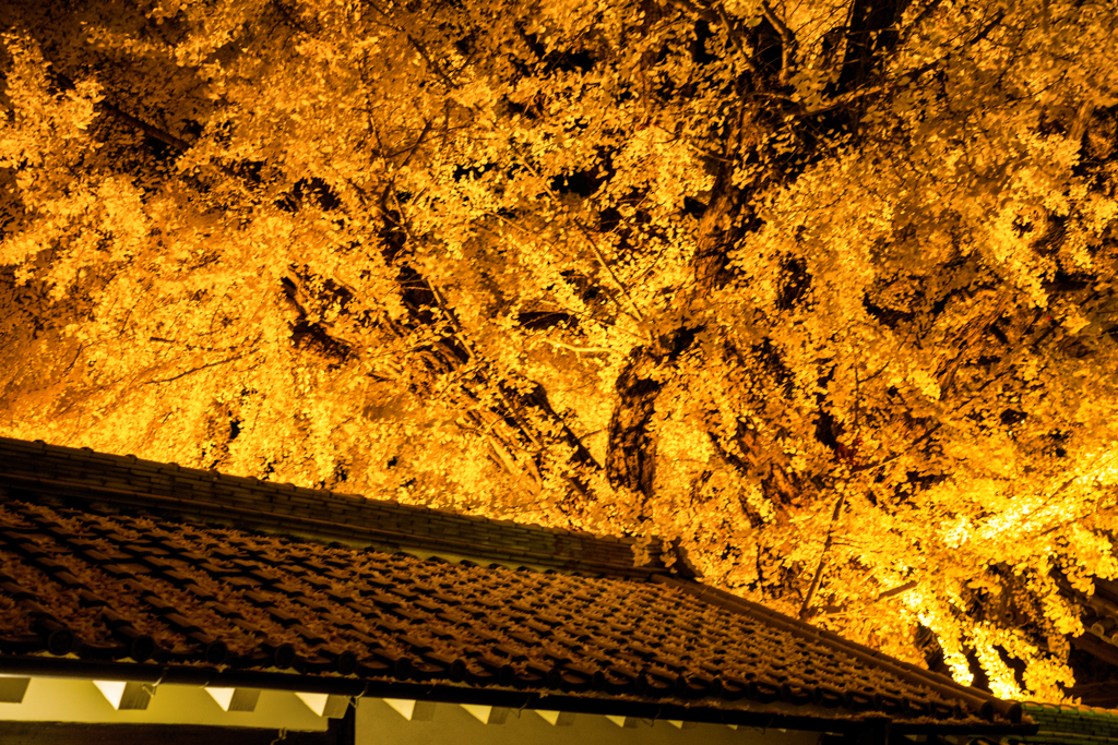 イチョウライトアップ