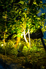 植え込みライトアップ 植え込みライトアップ